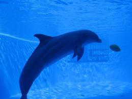 delfini gardaland