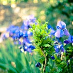 Giardino fiorito da aprile ad ottobre