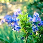 Giardino fiorito da aprile ad ottobre