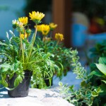 Giardino fiorito da aprile ad ottobre